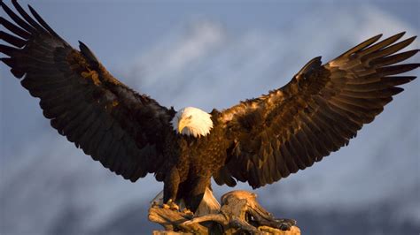 🔥 [41+] Eagle Pictures Wallpapers | WallpaperSafari