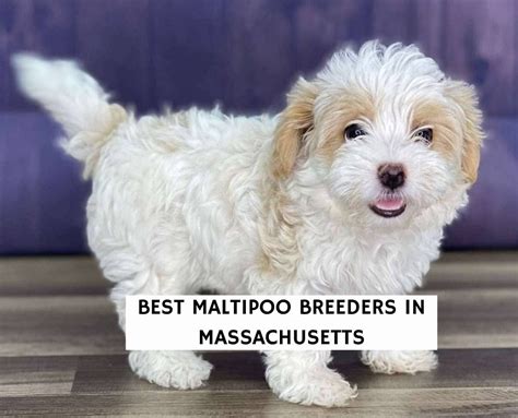 Best Maltipoo Breeders in Massachusetts! (2024) - We Love Doodles