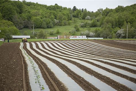 High Mowing Organic Seeds | Power of Seed | Growing a Greener World®