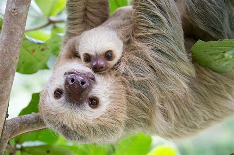 Sloths aren't lazy – their slowness is a survival skill