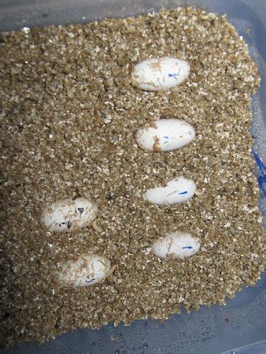 First Leopard Gecko Eggs | SuperiorMorphs