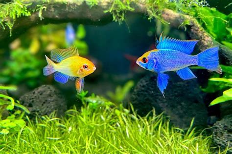 Electric Blue Ram Cichlid: Care, Behavior, Feeding, & More