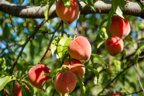 How to Grow and Care for Peach Trees