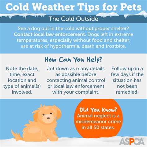 Cold weather safety tips for pets - Lynnwood Today