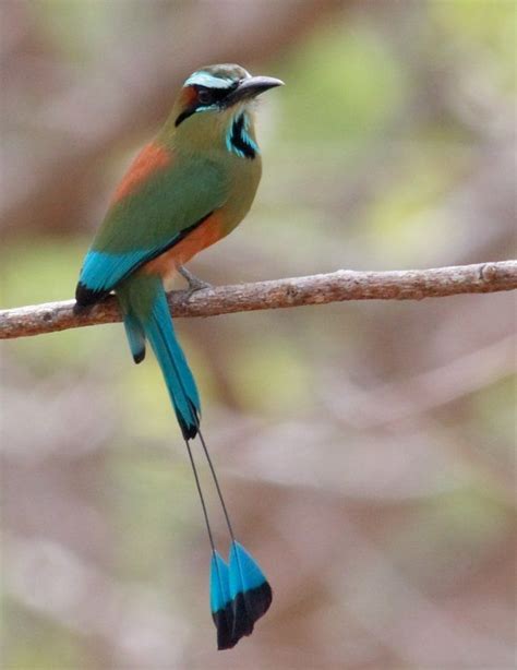 National bird of Nicaragua "Guardabarrancos." ("ravine-guard") | NATURE ...