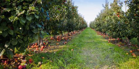 The Best Apple Picking Orchards in the West for Fall U-Pick