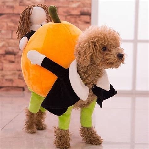 Dog Carrying Pumpkin Costume - Unicun