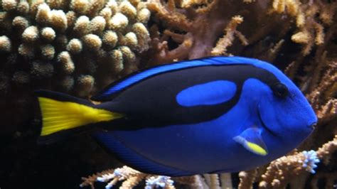 Understanding 'Dory': 5 Facts About the Pacific Blue Tang | Mental Floss