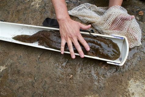 The Hellbender: Giant Salamander of the United States | The Ark In Space