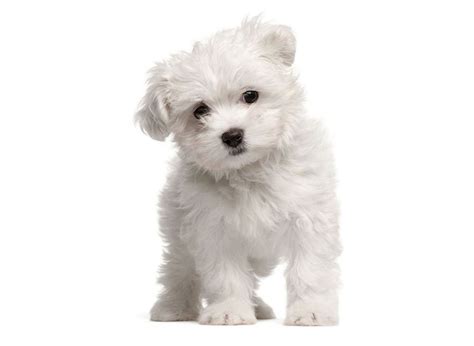 #1 | Maltipoo Puppies For Sale By Uptown Puppies