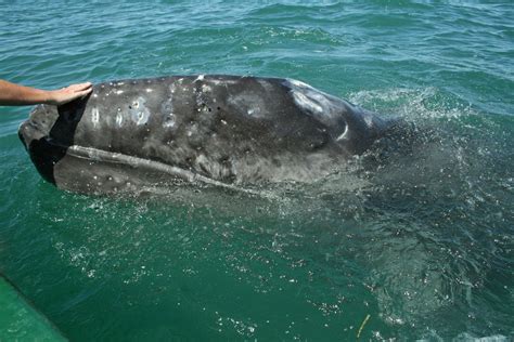 Gray Whale Conservation | Next Level Sailing