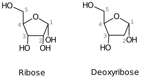 Rna Nucleotide Structure