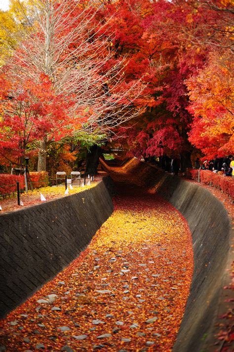 Pics Actually: Sense of the Autumn - Lake Kawaguchi, Japan