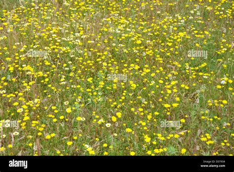 wild spring flowers Stock Photo - Alamy