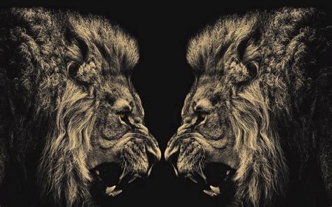 Angry Lion Eyes Wallpaper (60+ images)