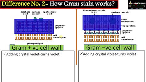 Difference between cell wall of Gram Positive and Gram Negative ...