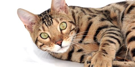 Bengal | International Cat Care