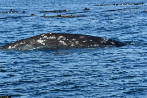 International Collaboration to Monitor and Respond to Tagged Gray Whale ...