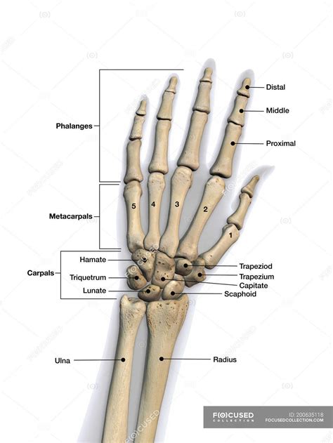 Proximal phalanges - Stock Photos, Royalty Free Images | Focused