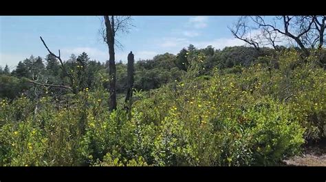 on top of the aptos creek fire road trail. - YouTube