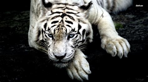 White Tiger Roar Wallpaper | Wallpapers Gallery