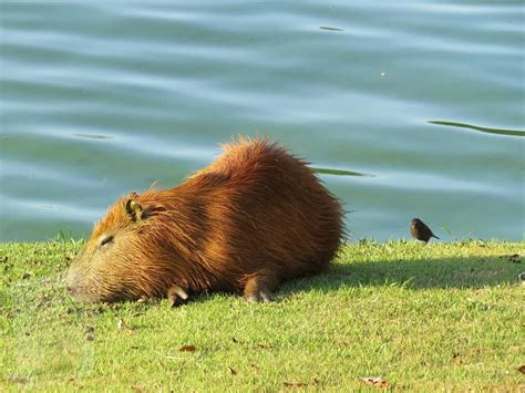 https://capybaraowner.com/capybaras-diet-habitat/ in 2021 | Capybara ...