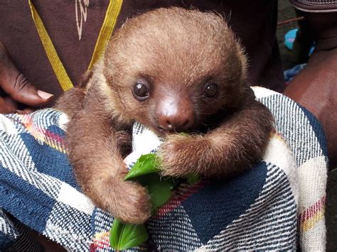 Sloths are adorable! - Imgur | Cute sloth pictures, Cute baby sloths ...