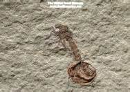 Fossils of Liaoning China