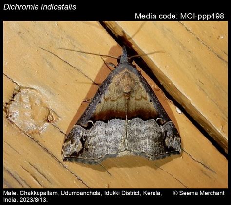 Dichromia indicatalis (Walker, [1859]) - | Moths