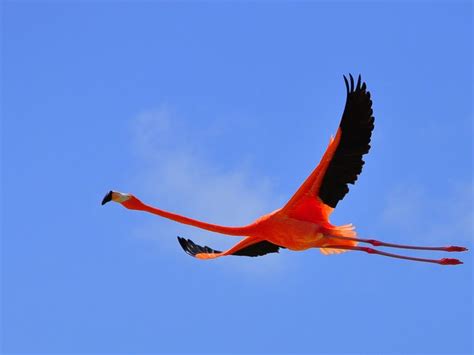 Flying flamingo | Smithsonian Photo Contest | Smithsonian Magazine