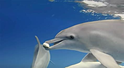 Dolphins Play With Pufferfish To Get High Off Their Poison