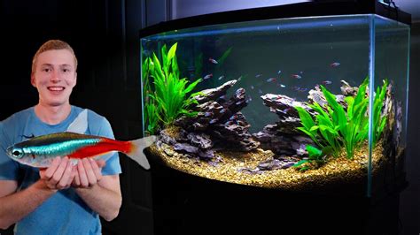 How Many Neon Tetras In A 50 Gallon Tank? New - Bmxracingthailand.com