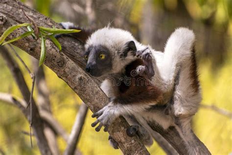 Crowned Sifaka Lemur Propithecus Coronatus .with Baby. Wild Nature ...