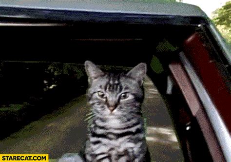 Cat driving a car sees cucumber falls off a cliff gif animation ...