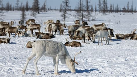 Reindeer and Caribou: Facts about majestic deer - FactsandHistory