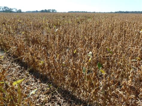 Soybeans Drying Down | Thomas County Ag