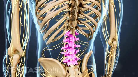 Lumbar Spine Anatomy