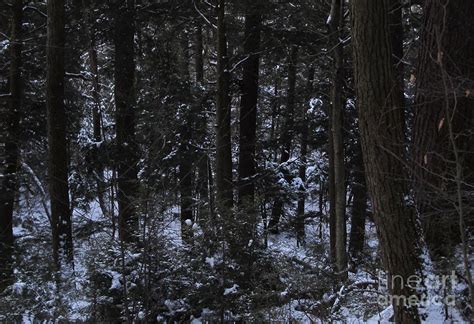 Dark Winter Forest Photograph by Joshua Bales - Fine Art America