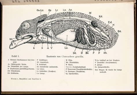 [chameleon anatomy], Image number:SIL33-32-01 in 2023 | Anatomy ...