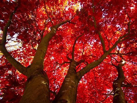 In Praise of the Red Maple - Urban Forest Dweller