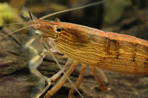 Best Freshwater Shrimps For Aquariums | Keeping Fish