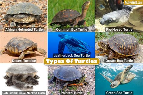 Types Of Turtles With Pictures, List Of Interesting Turtle Species