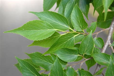 Celtis sinensis (Chinese Hackberry, Chinese Nettle Tree, Japanese ...