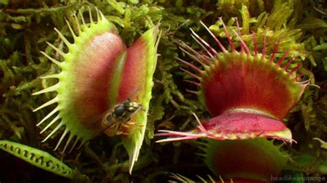 Venus Flytrap Insect GIF by Head Like an Orange - Find & Share on GIPHY