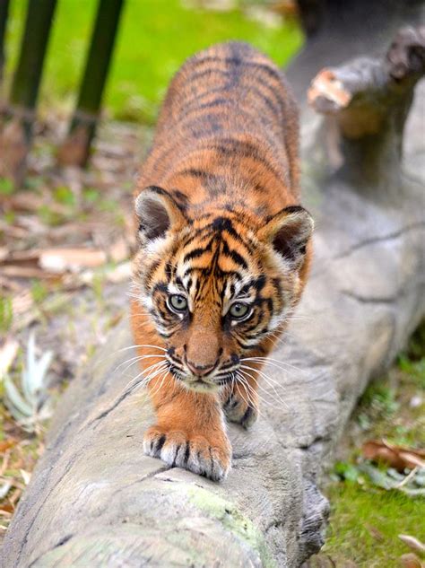 Sumatran Tiger Cubs