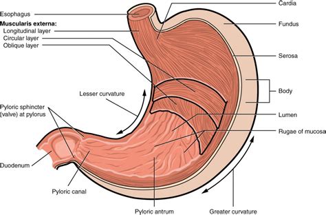 The Stomach | Anatomy and Physiology II