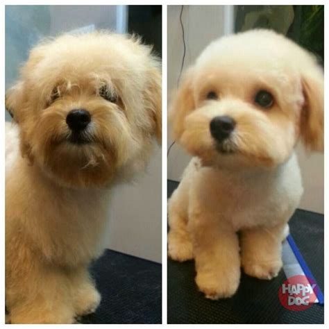 Adorable Maltipoo with Teddy Bear Haircut