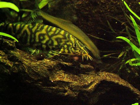 Which Loach Species Is Best for Your Aquarium?