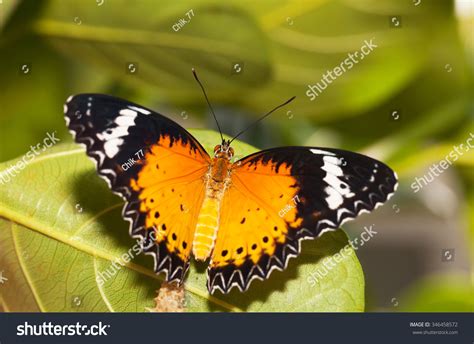 Leopard Lacewing Butterfly Come Out Pupa Stock Photo (Edit Now) 346458572