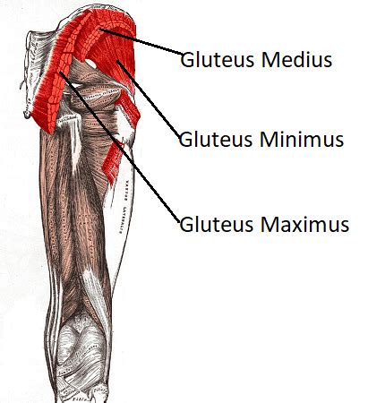 Lateral Hip Muscles